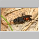 Priocnemis coriacea - Wegwespe 10mm w01b - Sandgrube Niedringhaussee det.jpg